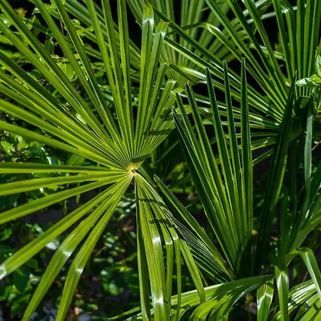 Апартаменти Downtown Dorian And Nadia